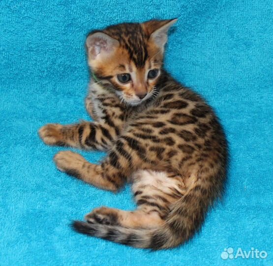 Бенгальский котенок