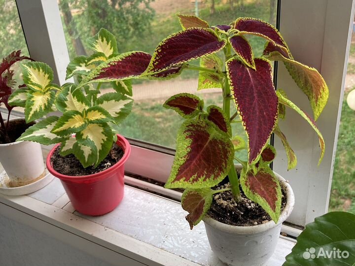 Колеусы, Сансивиерия