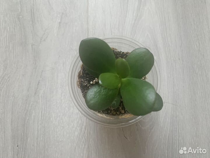 Комнатные растения денежное дерево Толстянка