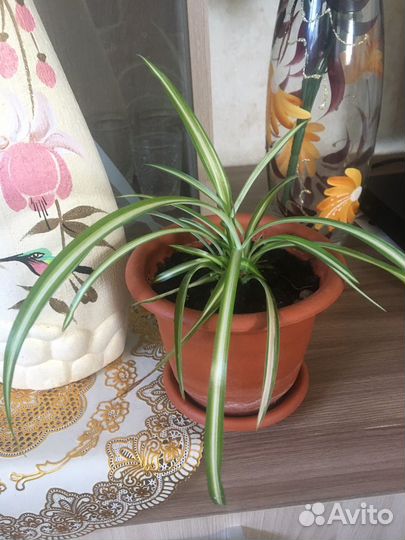 Декабрист,хлорофитум