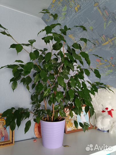Фикус бенджамина