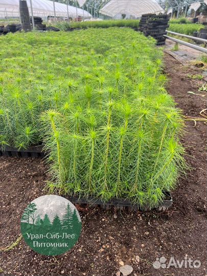 Зкс Сосна сеянцы Ели Лиственницы окс Голуб Горная