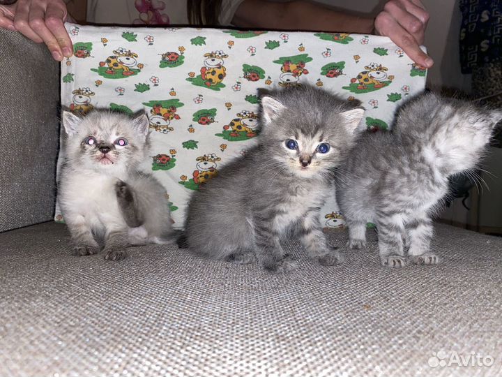 Котята в добрые руки
