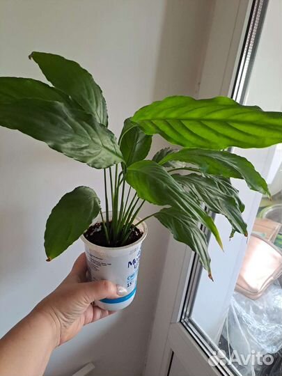 Спатифиллум