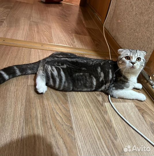 Шотландский кот вязка