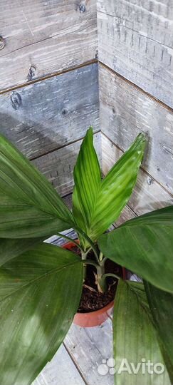 Хамедорея металлика