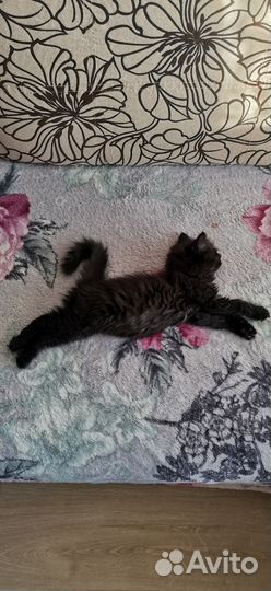 Кошечка