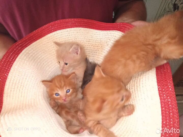 Котятки в добрые руки