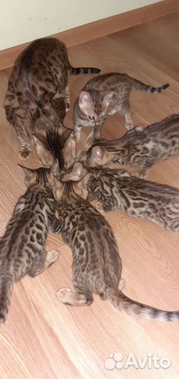 Бенгальские котята