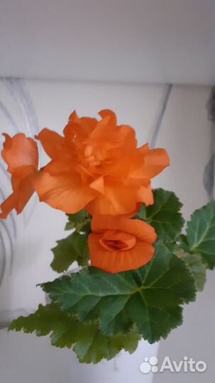 Бегония элатиор