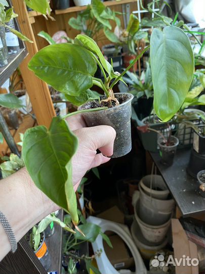 Филодендрон 2