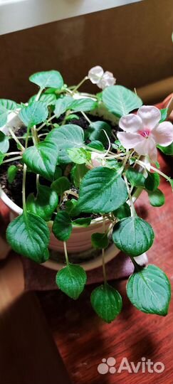 Комнатные растения