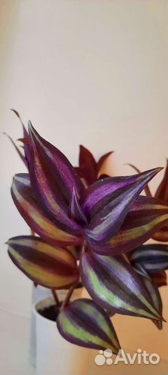 Традесканция зебрина фиолетовая