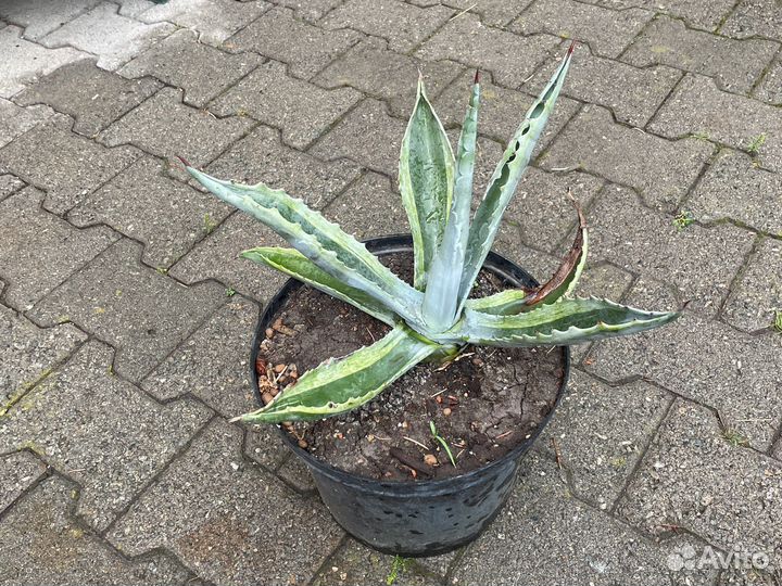 Агава американская комнатные растения