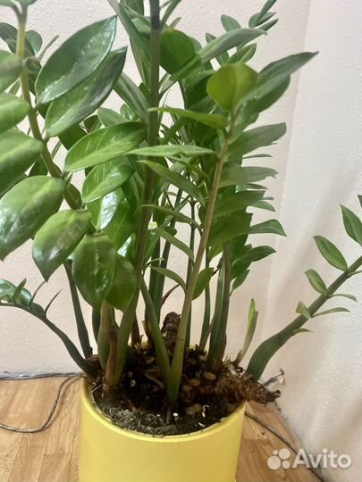 Цветок Замиокулькас в горшке