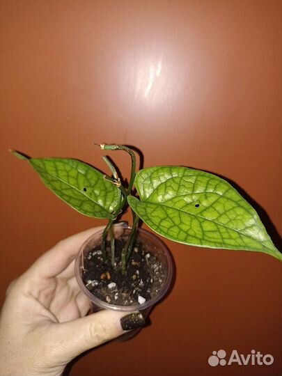 Эпипремнумы, амидриумы