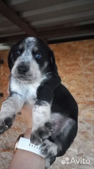 Щенки спаниэля