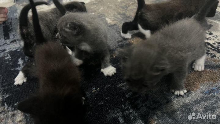 Котята отдам бесплатно