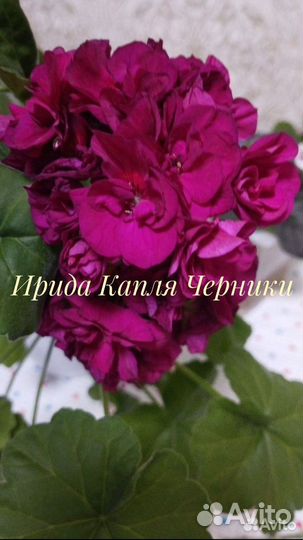 Пеларгония Болд Минстрел, Ирида Капля Черники