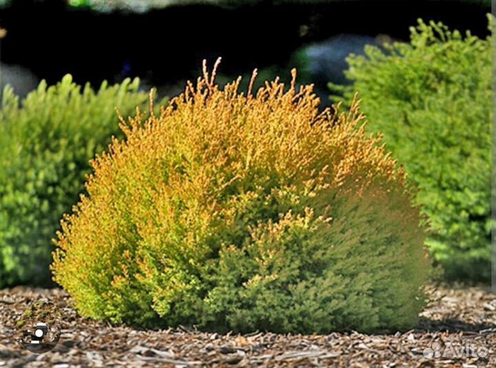 Хвойные и декоративные кустарники для сада