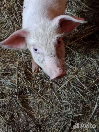 Поросенок ландрас