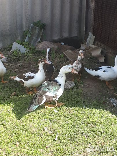 Молодые утки