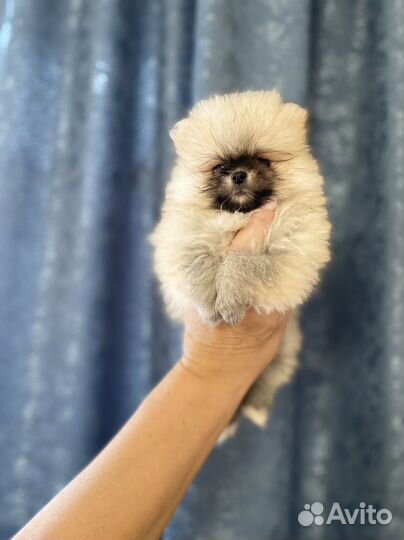 Щенки померанского шпица