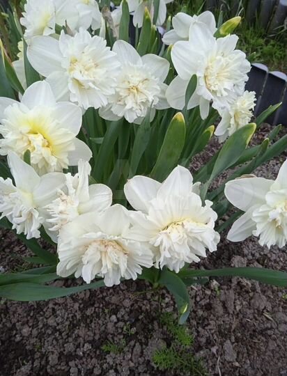 Дача 66 м² на участке 6 сот.