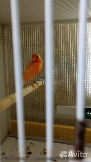 Певчие птицы