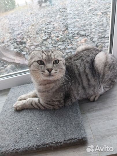 Кот Оскар в добрые руки