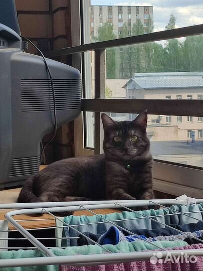 Кот британский