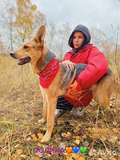 Собака бесплатно