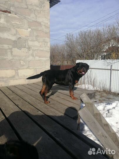 Щенки ротвейлера