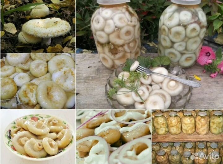 Грузди белые соленые