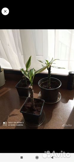 Спатифиллум