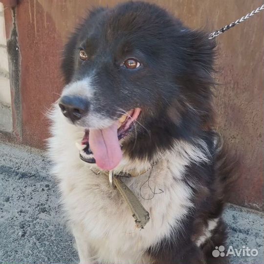 Радик в поиске истенного дома