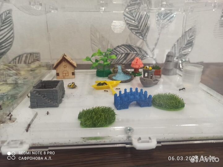 Формикарий с муравьями