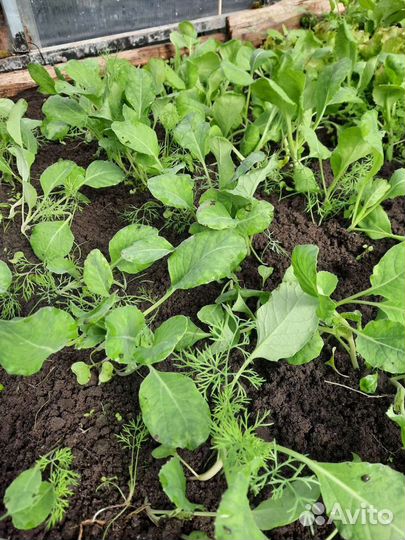 Рассада капусты