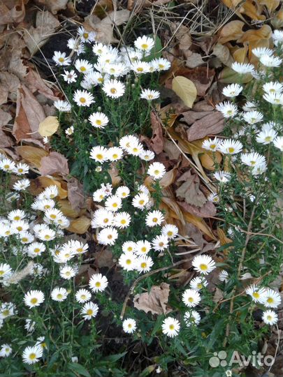 Астры многолетние (сентябрины)