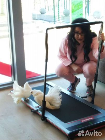 Заказ-голубей