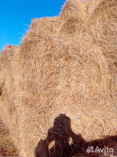 Ячменная солома.Доставка есть