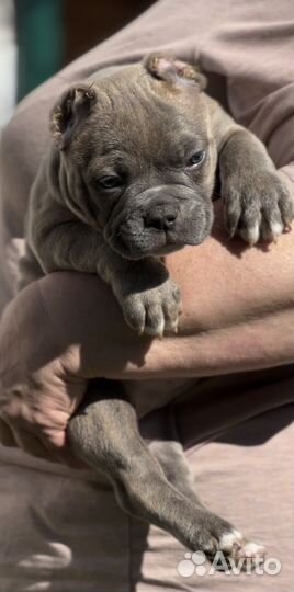 Супер щенки Американского булли