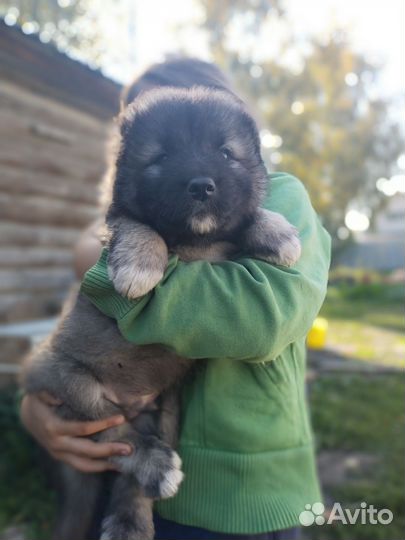 Кавказская овчарка