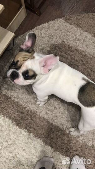 Вязка кобель французский бульдог
