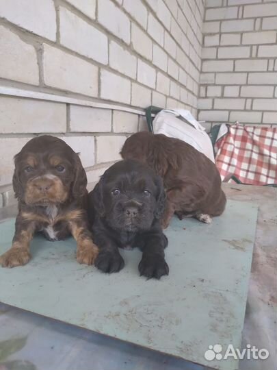 Щенки кокер спаниеля