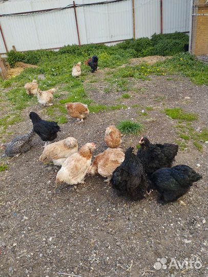 Куры Породистые Несушки, Петухи, Утки, Индоутки