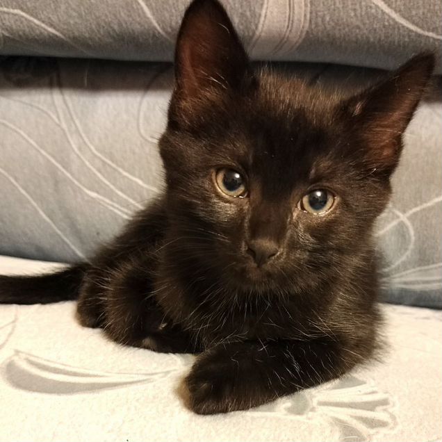 Котёнок в добрые руки