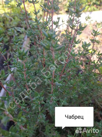 Мята сортовая и пряные травы