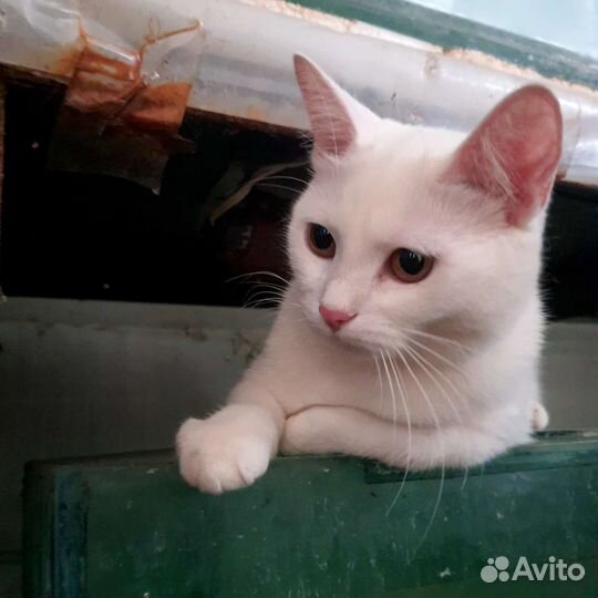 Котёнок подросток