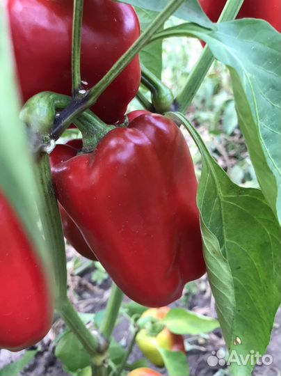 Семена перца оптом